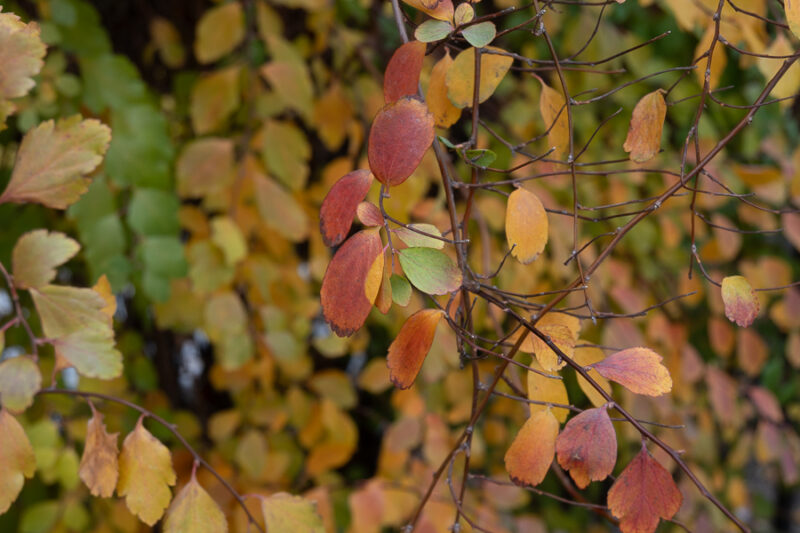 Feuilles d'automne